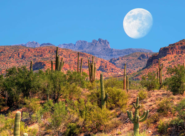 desert scene with moon