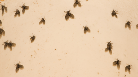 How to Get Rid of Drain Flies  Home Remedies for Drain Flies