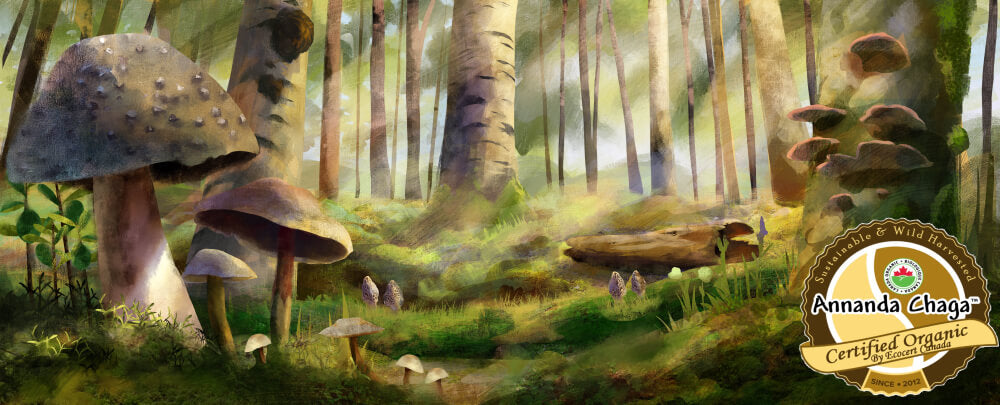 Annanda chaga Mushrooms mushroom forest scene
