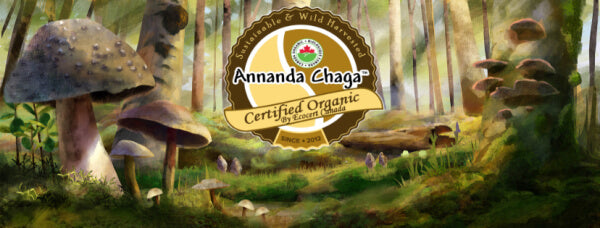 Annanda Chaga Mushrooms Forest Scene