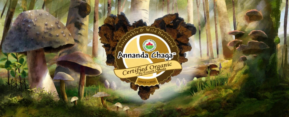 Annanda Chaga Mushrooms