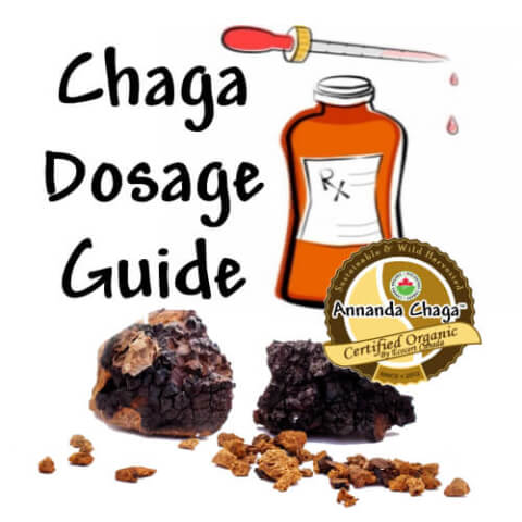 chaga dosage, how much chaga to take