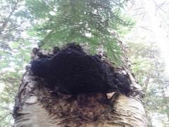 chaga Mushroom