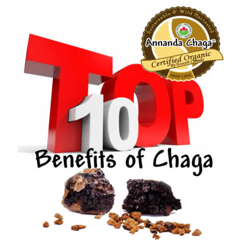 benefits of chaga, chaga benefits, chaga mushroom benefits, chaga tea benefits