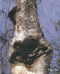 harvesting chaga before harvest