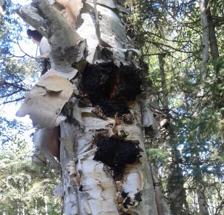 Chaga mushroom, birch chaga, chaga on tree