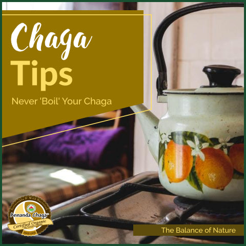 chaga tea, tips on how to brew, chagga tea