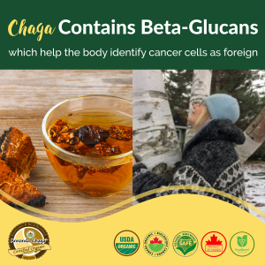 beta glucan benefits, chaga has beta glucans