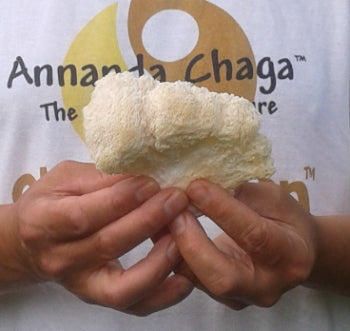 Annanda Lions Mane mushroom