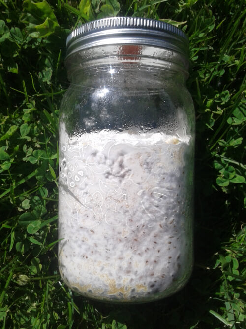 jar of mushroom mycelium growing on grains