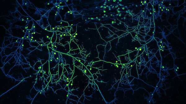 mycorrhizal fungi network