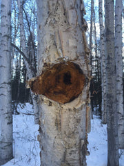 wrong way to harvest chaga