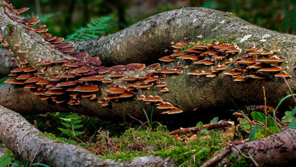 reishi mushrooms on log