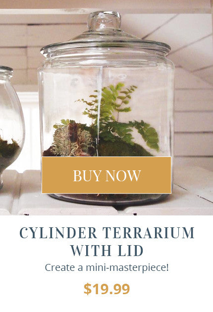 Cylinder Terrarium with Lid