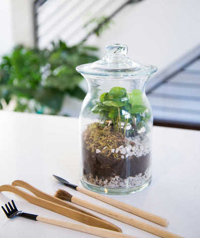 How to Create a Closed Terrarium