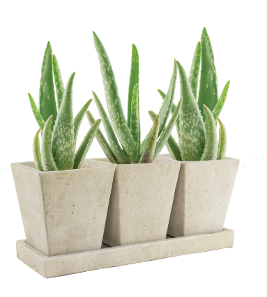 Aloe Vera plants in weathered slate urban earth trio planter