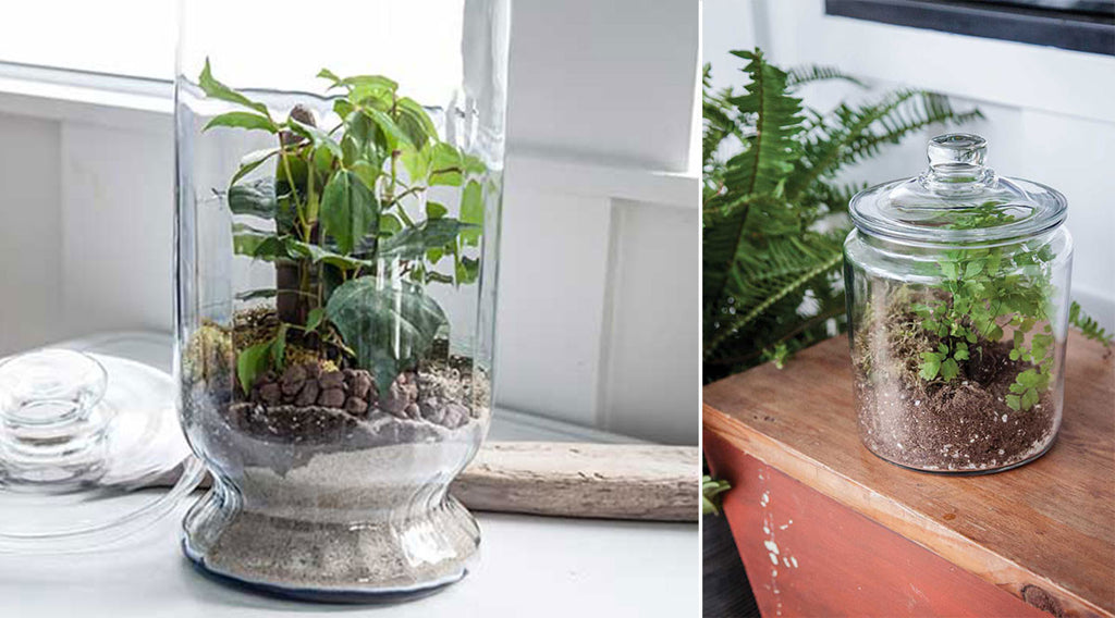 The Best Terrarium Plants For DIY Container Arrangements