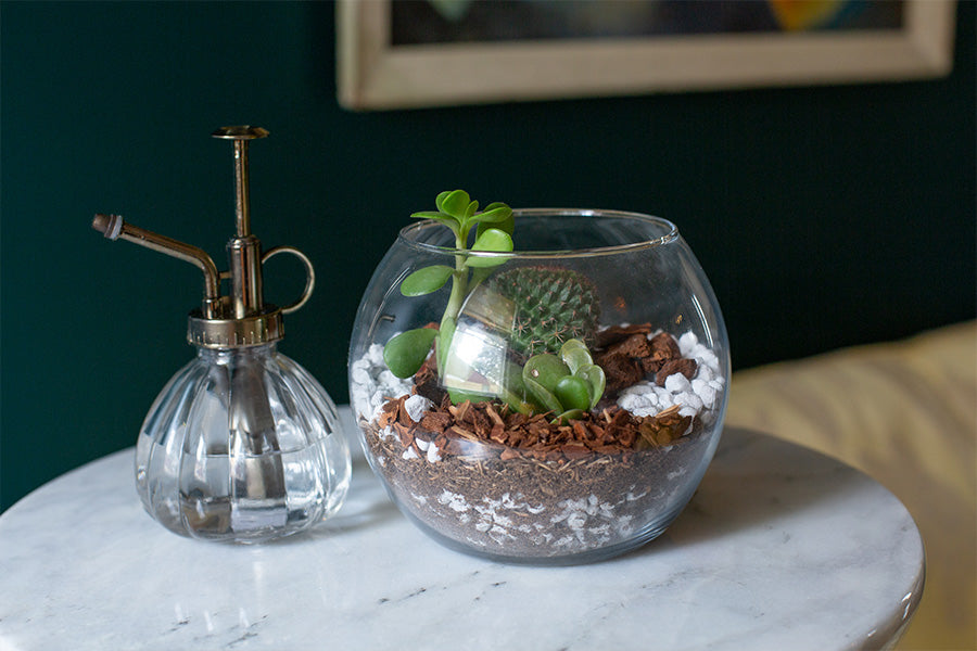 Terrarium containers for live plants should look stylish and provide a good growing environment.