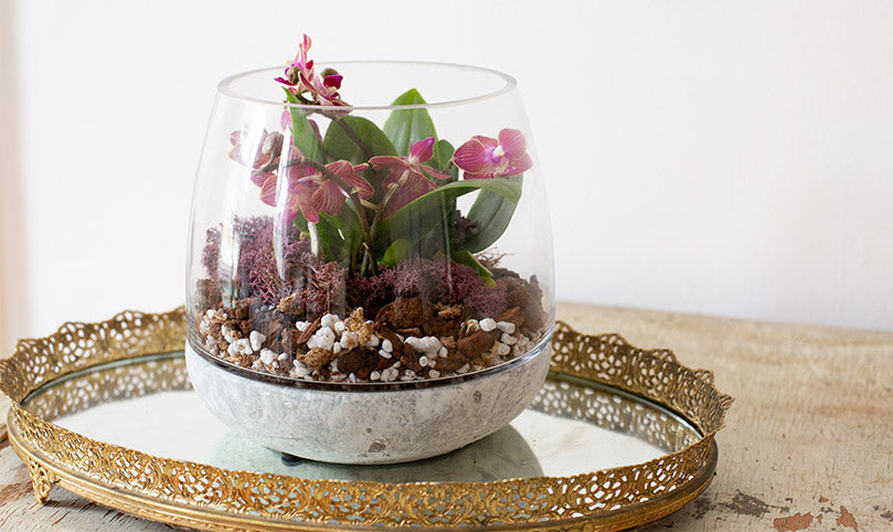 Pink orchids in a terrarium