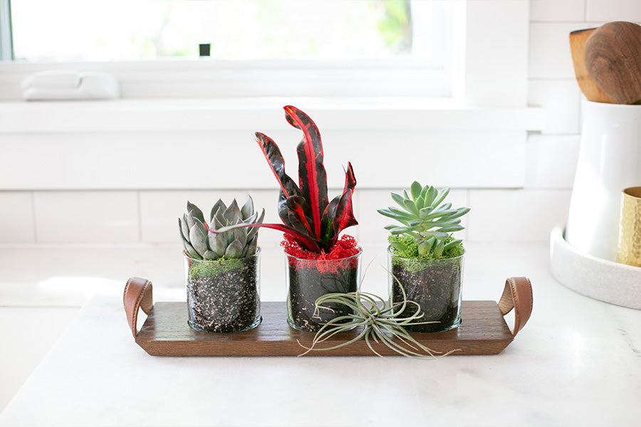 Three clear vases with succulents on our wooden succulent flight tray