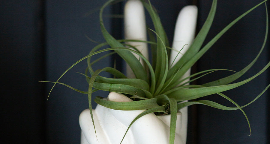 a white planter that looks like a hand making the peace sign with a small plant in it