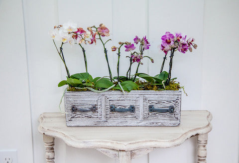 vintage drawer trio planter