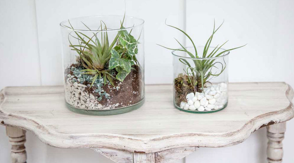 Coffee Tables Are Perfect for Terrariums - Here She Grows