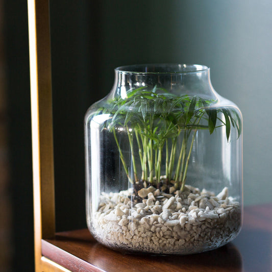 Kit DIY Terrarium Cloche Taille M - 2 Plantes