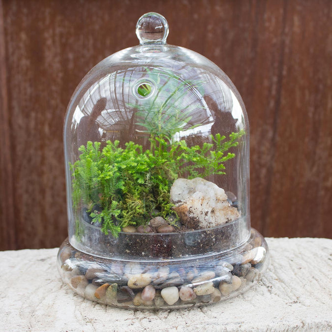 Mid-Size Glass Cloche – 46 & Spruce | Wholesale Supply House