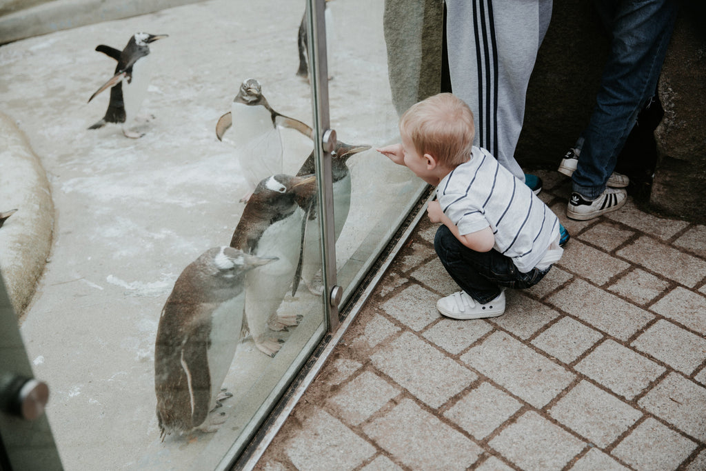 Edinburgh Zoo Scotland Stephanie Hammer Photo 