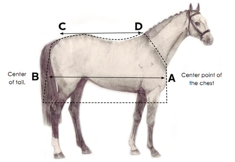 Horseware Size Measuring Guide
