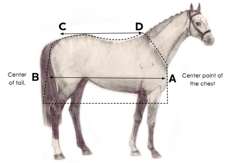 Horse Turnout Blanket Size Chart