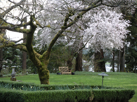 Cerezos en flor en los jardines de Lakewold, Washington