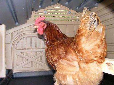 Snap Lock Chicken Coops By Formex Custom Video Display Bigdawgs