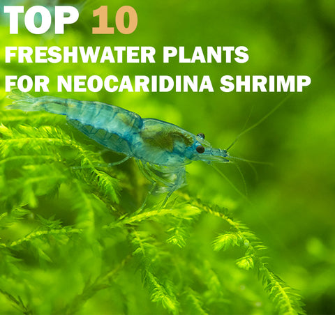 Top 5 compatible tank mates for Neocaridina freshwater shrimp