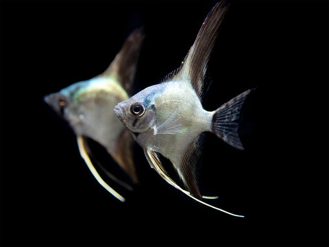 Avatar Turkey Green Angelfish aquarium fish for sale at Aquatic Arts
