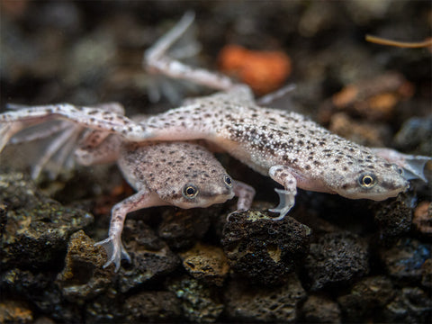 African Dwarf Frogs for sale at Aquatic Arts