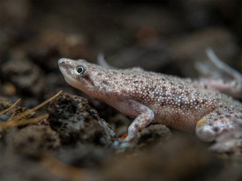 African Dwarf Frogs available at Aquatic Arts