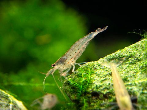 The Amano Shrimp (Caridina multidentata), also known as the Yamato Shrimp, is one of the most popular and durable freshwater aquarium species.  It is a relatively larger shrimp than the many popular dwarf shrimp species and it also typically lives a much longer lifespan.  