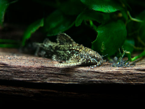 Asian Stone catfish Available for sale at Aquatic Arts