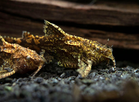 Asian Stone Catfish available at Aquatic Arts