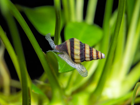 How many assassin snails do i need to clean out my planted tank?