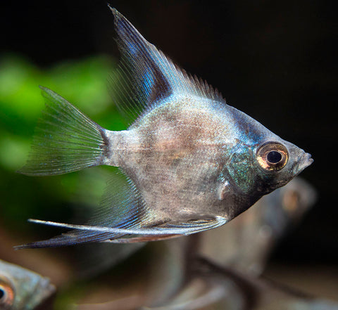 Avatar Turkey Green Angelfish are great aquarium fish for sale at aquatic arts
