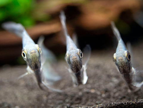 Avatar Turkey Green Angelfish are a rare variant for sale at Aquatic Arts