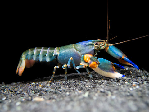 The Blue Kong Zebra Crayfish (Cherax alyciae, formerly Cherax peknyi) was thought to be a color variant of the Zebra Crayfish superspecies, which is native to Papua New Guinea. It has since been determined and described as its own species by Lukhaup, Eprilurahman, and von Rintenlen. It is one of the largest freshwater crayfish available and features stunning pastel colors and, most notably, blue-tipped claws!