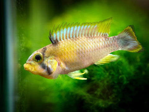 Blue Panda Dwarf Cichlid (Apistogramma panduro/pandurini) for sale at aquatic arts