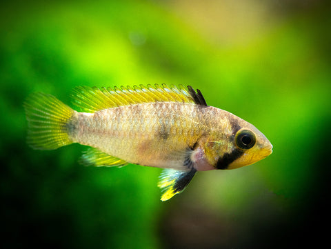 Blue Panda Dwarf Cichlid (Apistogramma panduro/pandurini) for sale at aquatic arts