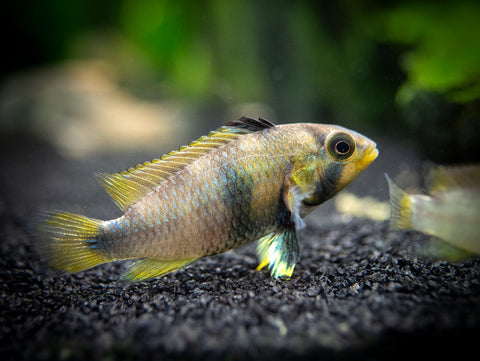 Blue Panda Dwarf Cichlid (Apistogramma panduro/pandurini) for sale at aquatic arts