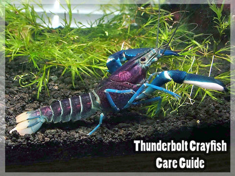 Thunderbolt Crayfish - Care Guide – Aquatic Arts