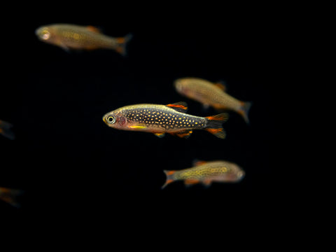 Celestial Pearl Danios, with their captivating appearance and shoaling instincts, benefit from being kept in groups of six or more. In larger shoals, these fish exhibit more confident behaviors, exploring the tank and showcasing their natural interactions.